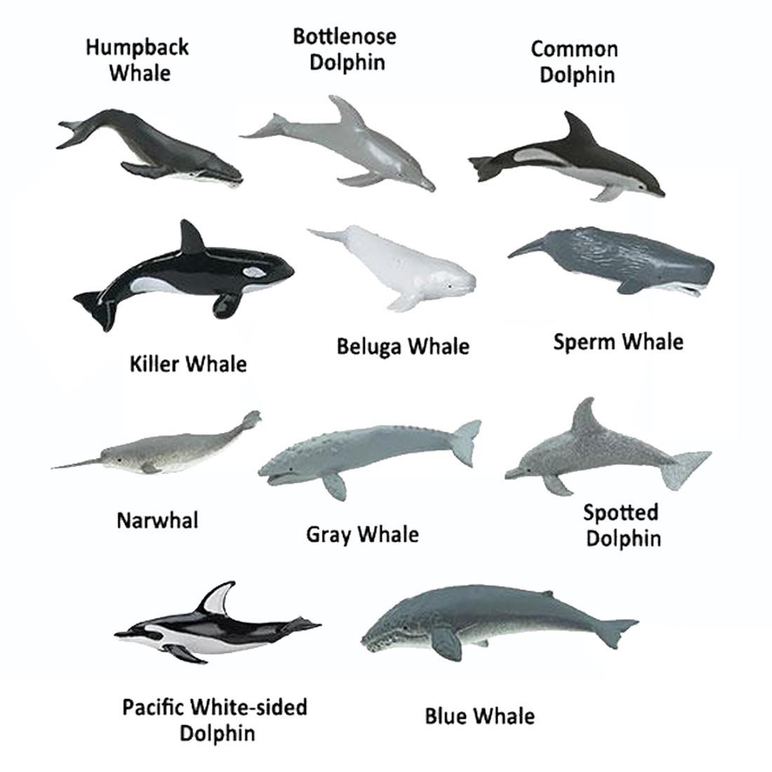 11 creatures from the Whales & Dolphins Figurine Set labeled with their names: humpback, killer, beluga, sperm, gray and blue whale; bottlenose, common, spotted & Pacific white-sided dolphin, narwhal