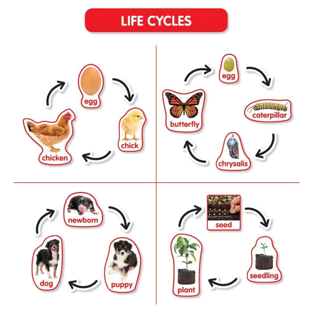 Life Cycles from the Early Science Concepts Bulletin Board Set by Scholastic