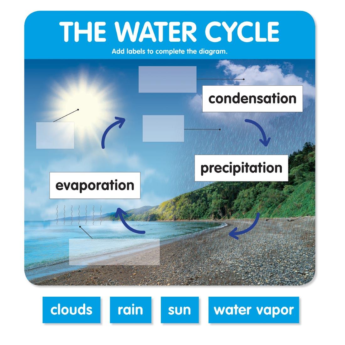 The Water Cycle from the Early Science Concepts Bulletin Board Set by Scholastic