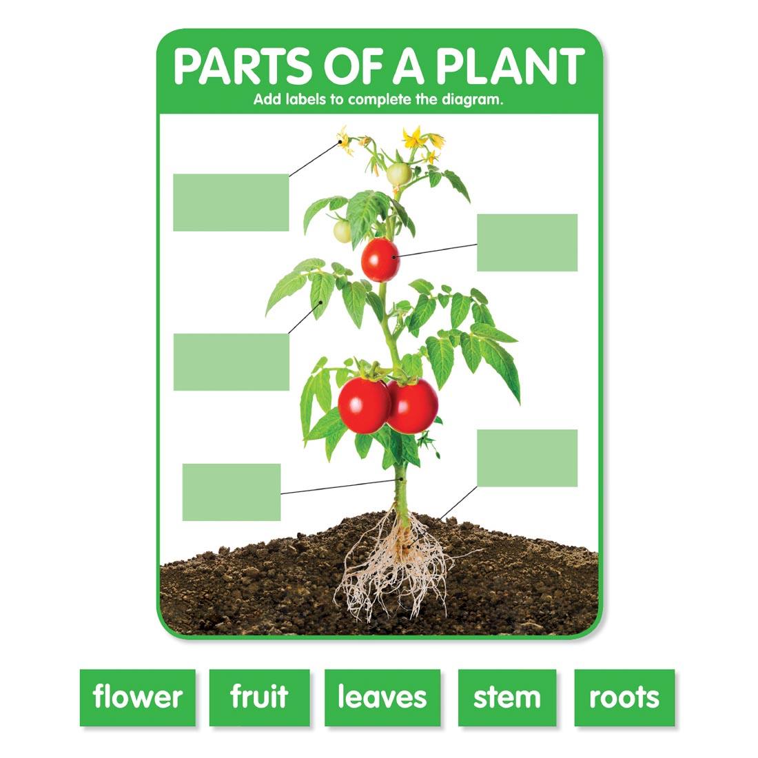 Parts of a Plant from the Early Science Concepts Bulletin Board Set by Scholastic