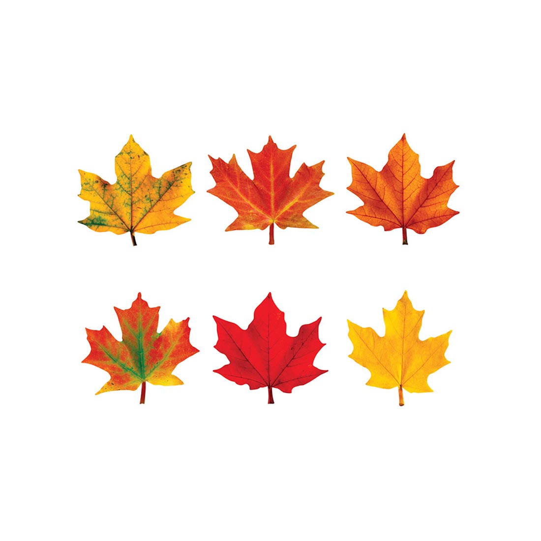 Six TREND Maple Leaves Discovery Mini Accents