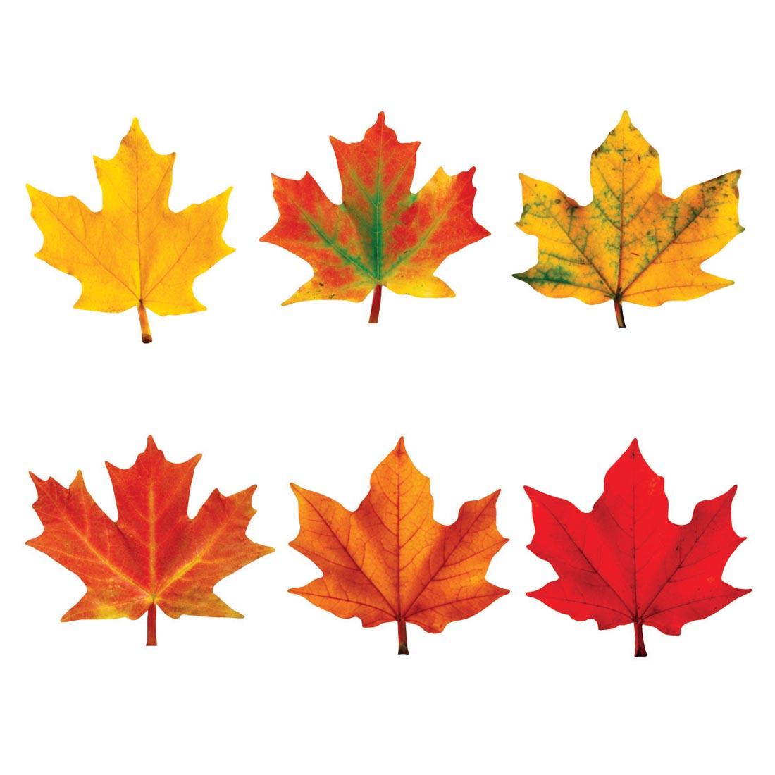 TREND Maple Leaves Discovery Variety Pack