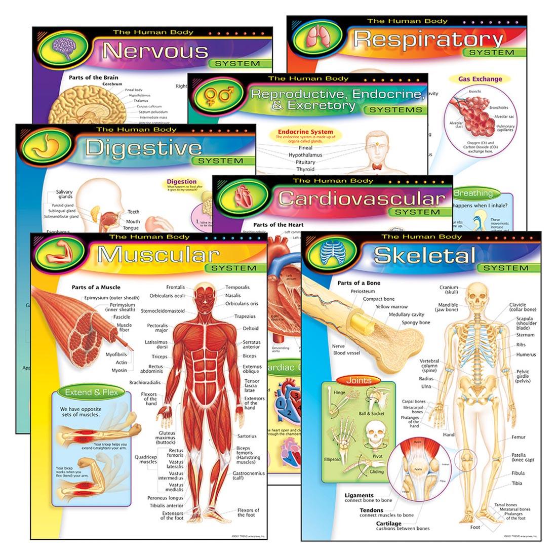 TREND The Human Body Learning Charts