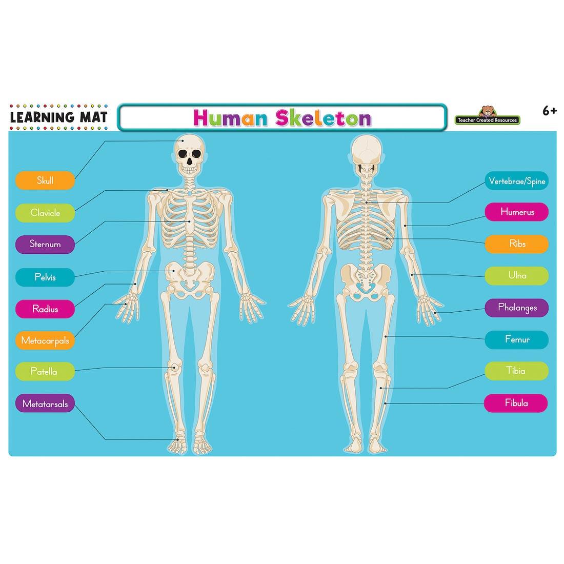 front of Human Skeleton Learning Mat By Teacher Created Resources