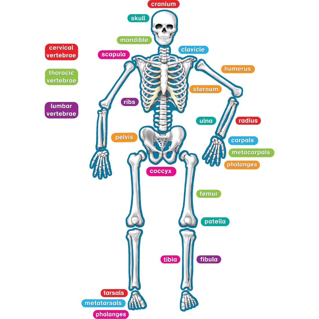 Human Skeleton Magnetic Accents by Teacher Created Resources