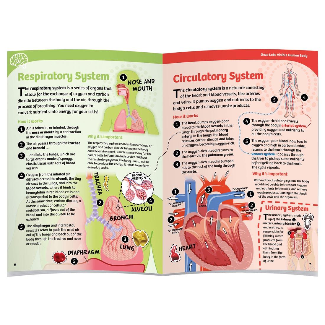 2 pages of the manual included in Ooze Labs Visible Human Body with Squishable Organs set