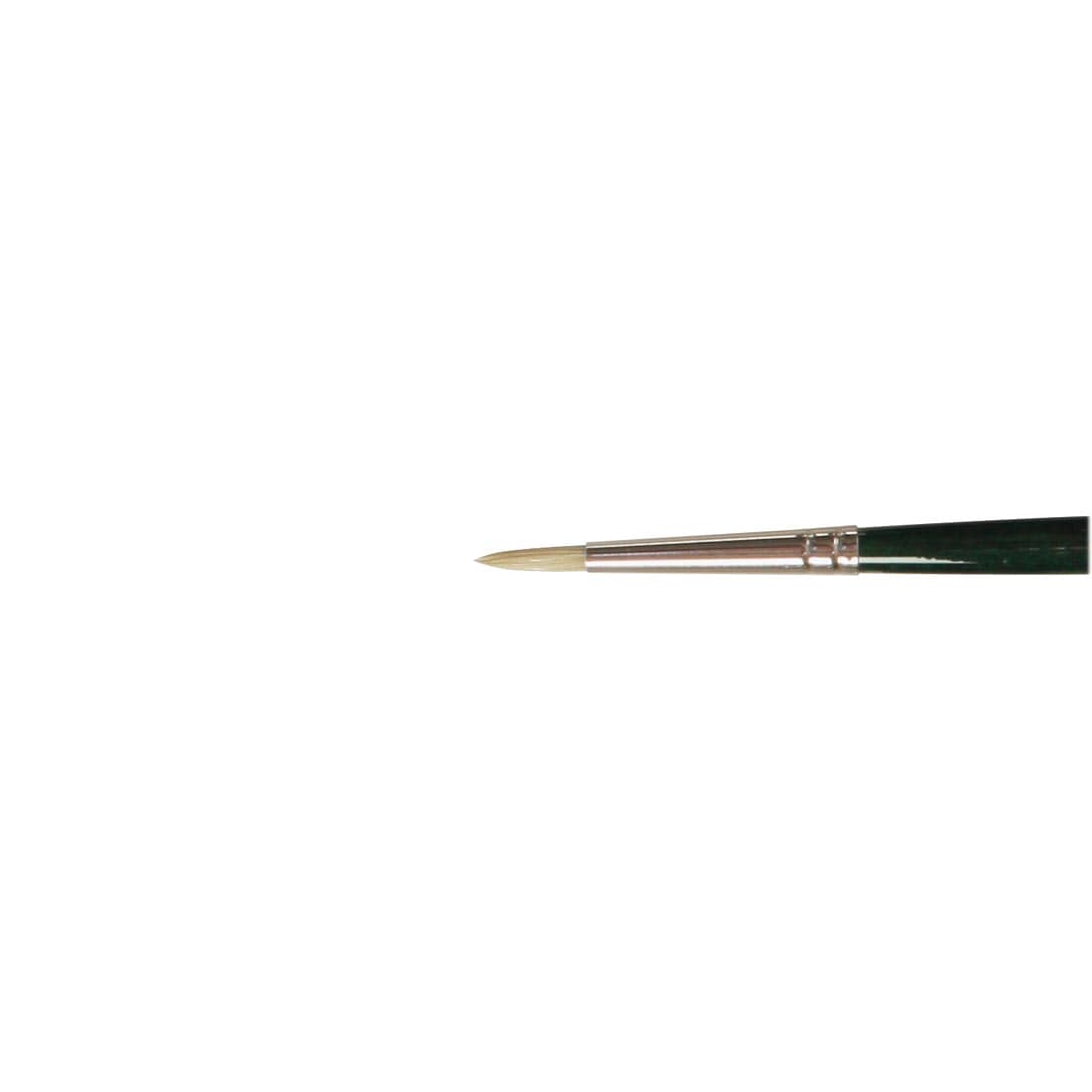 close up of brush head of Winsor & Newton Winton Bristle Brush Round Size 2