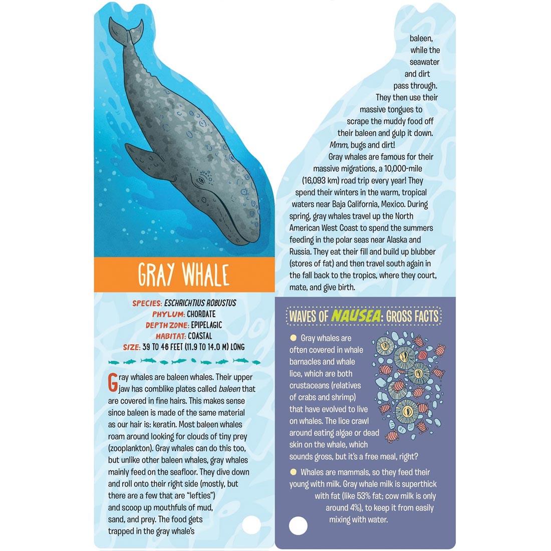 Gray whale card from Fandex Kids: Ocean deck