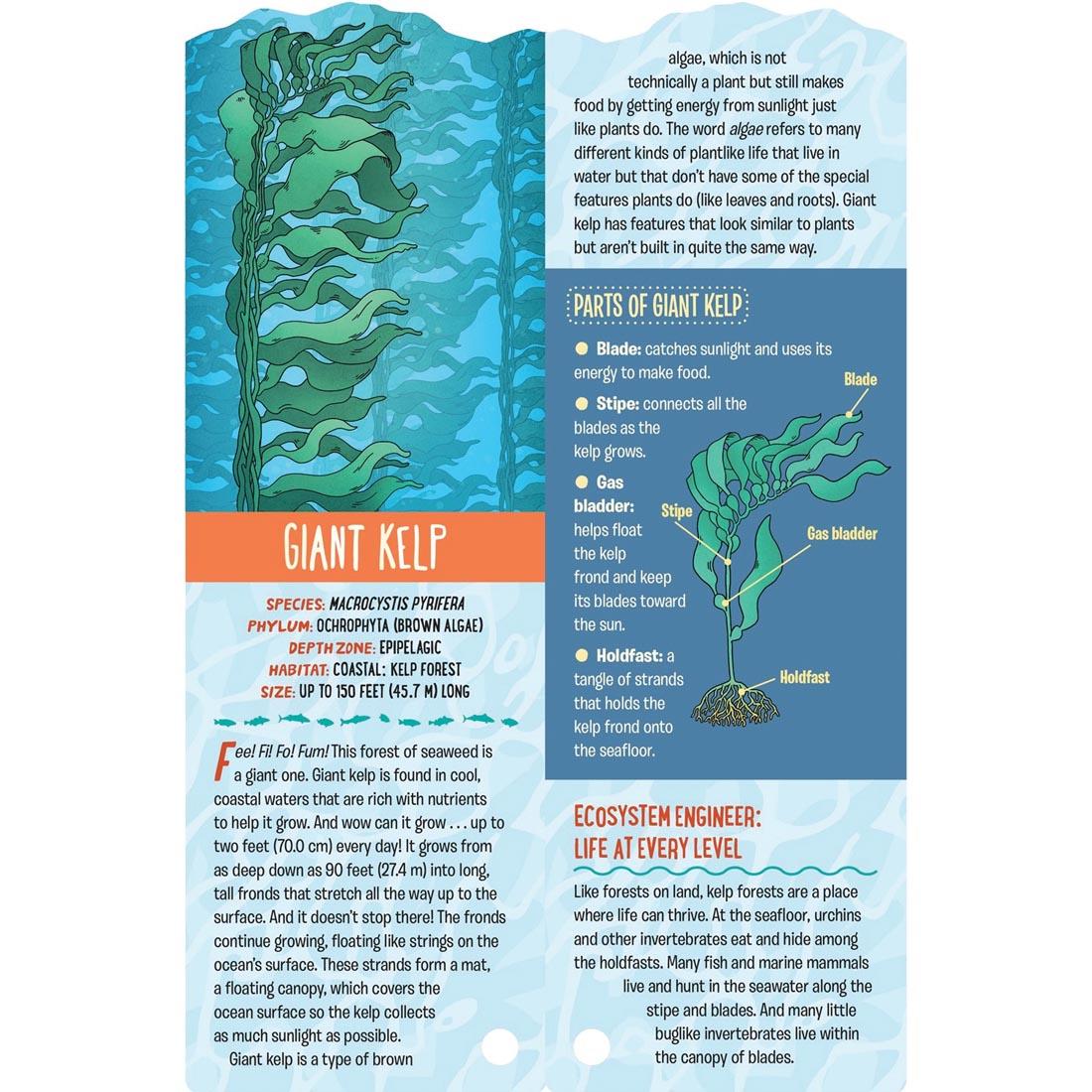 Giant kelp card from Fandex Kids: Ocean deck