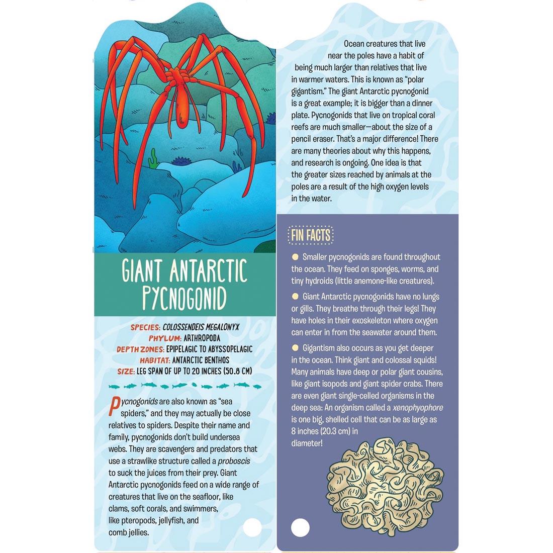 Giant Antarctic Pycnogonid card from Fandex Kids: Ocean deck