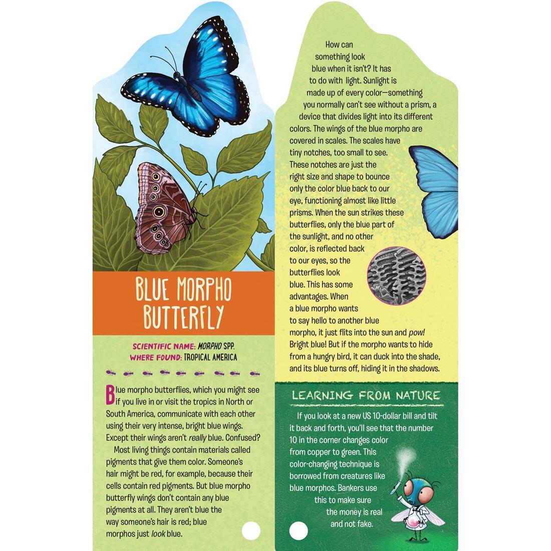 blue morpho butterfly card from Fandex Kids: Bugs deck