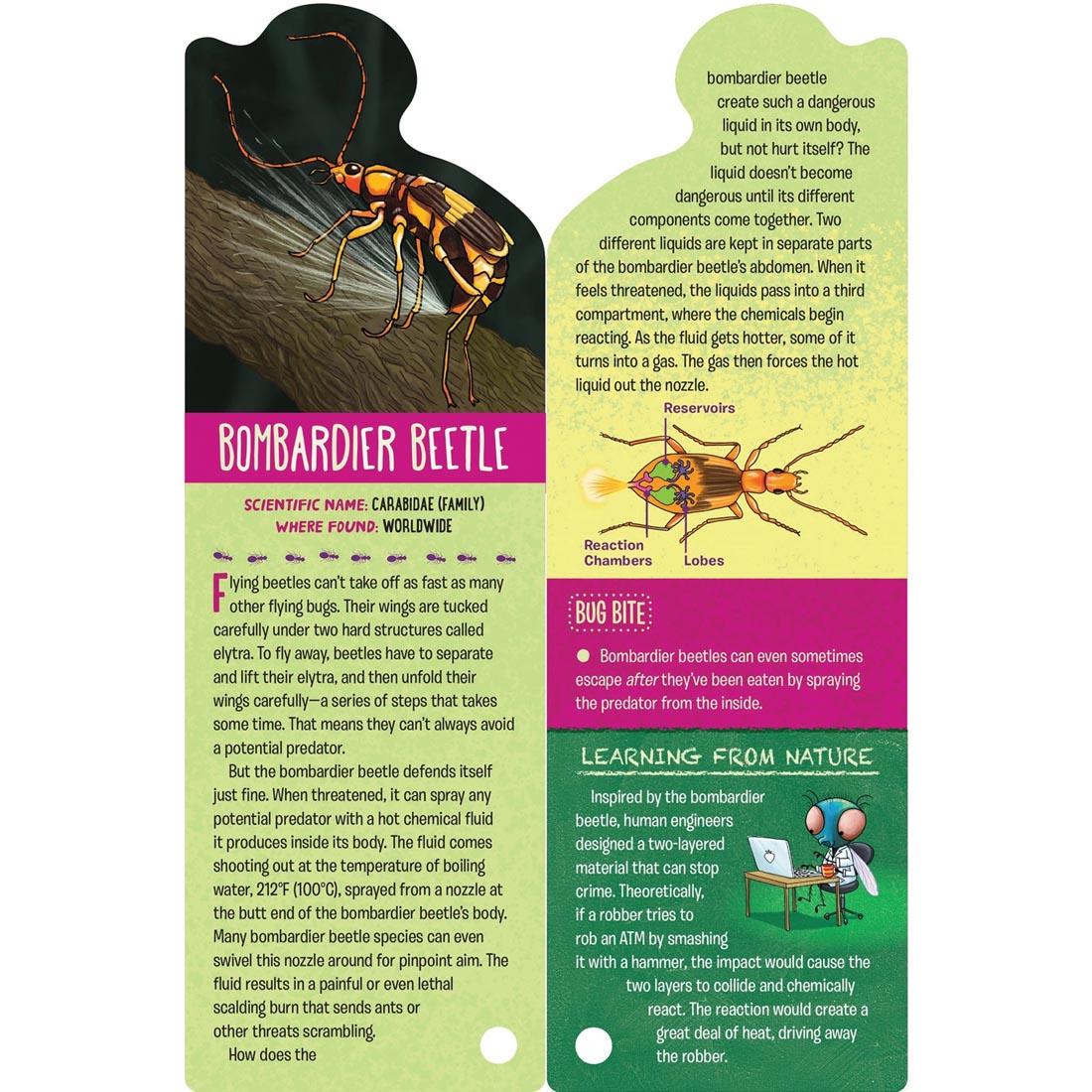 Bombardier beetle card from Fandex Kids: Bugs deck