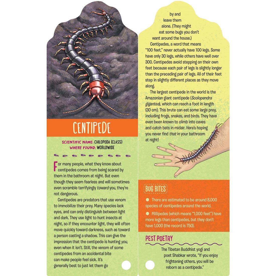 Centipede card from Fandex Kids: Bugs deck