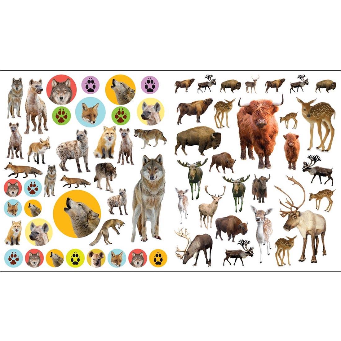 sample sticker pages from the book Eye Like Wild Animals Stickers